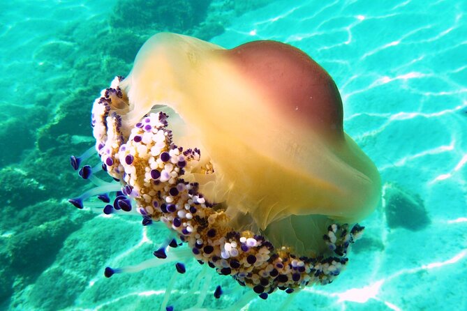 Boat tour to explore the Marine Protected Area of Tavolara - What the 72-dollar price includes