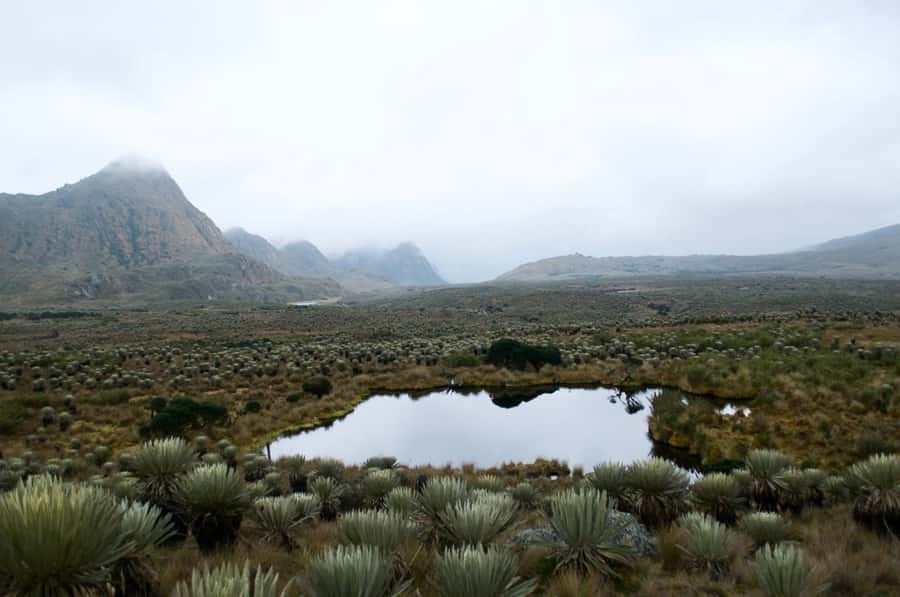 Bogotá: Sumapaz National Park Hike Tour - Walking between 3,500 and 4,000 meters
