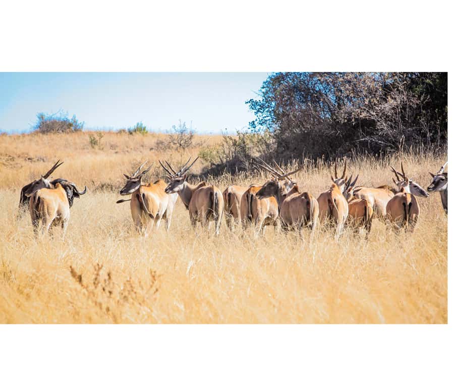 Bothongo Rhino and Lion Nature Reserve Self Drive - Key points to know before you go