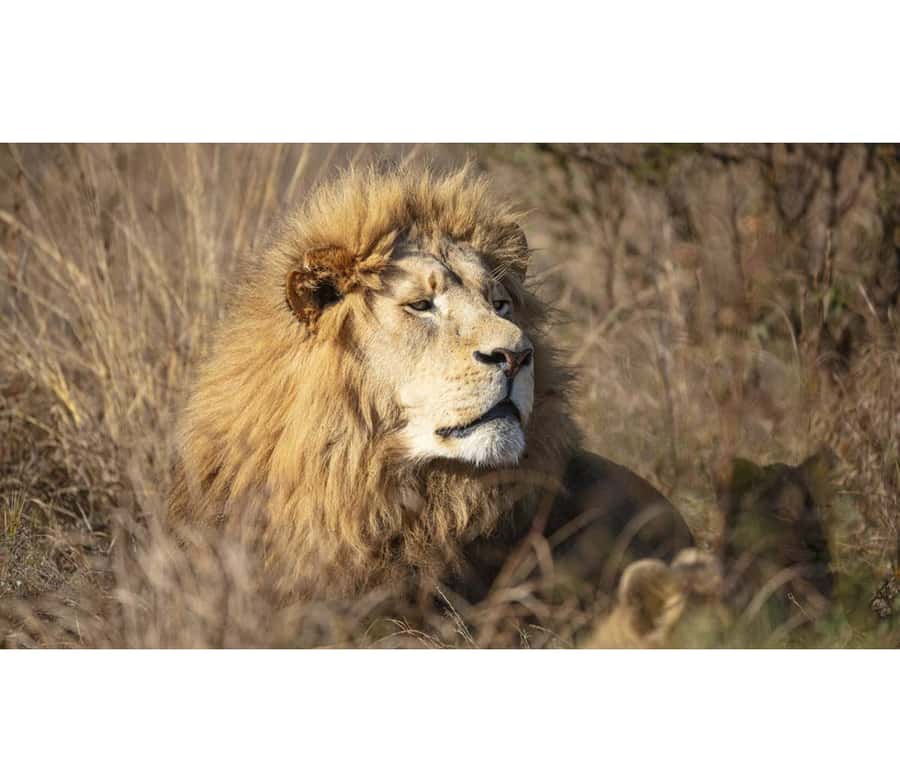 Bothongo Rhino and Lion Nature Reserve Self Drive - A self-drive safari near the Cradle of Humankind
