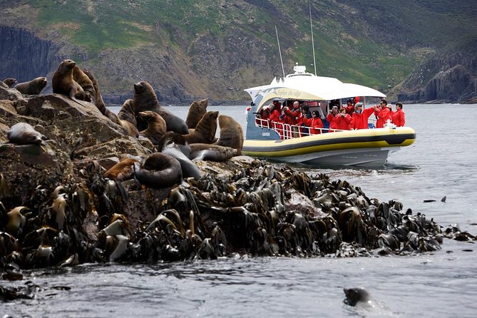 Bruny Island Wilderness Cruise from Adventure Bay, Bruny Island - Key points before you book