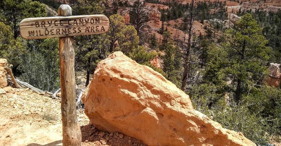 Bryce: Guided Sightseeing Tour of Bryce Canyon National Park - Starting in Fairyland Canyon with an old bristlecone pine