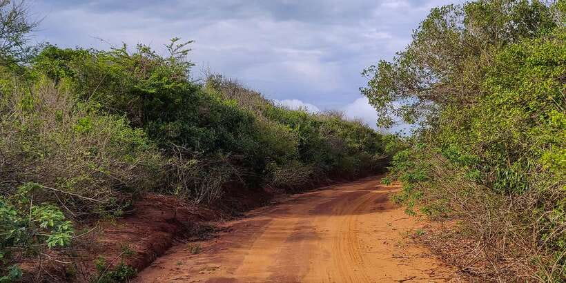Bundala National Park: 3-Hour Morning or Evening Safari - Key points to know before you book