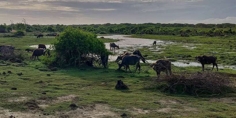 Bundala National Park: 3-Hour Morning or Evening Safari - Why Bundala feels different from a standard safari