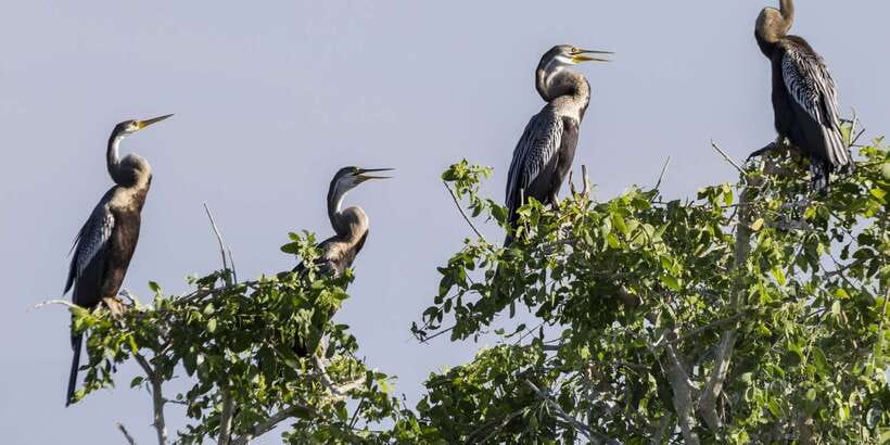 Bundala National Park: 3-Hour Morning or Evening Safari - Choosing a morning or evening safari