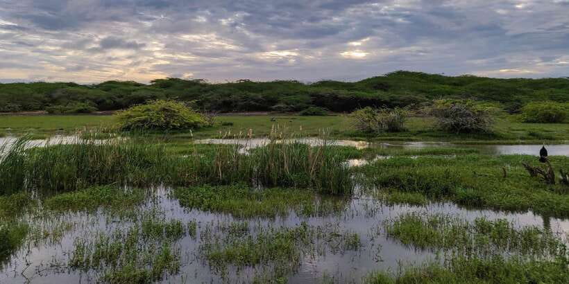 Bundala National Park: 3-Hour Morning or Evening Safari - Birdwatching is Bundala’s strongest reason to visit