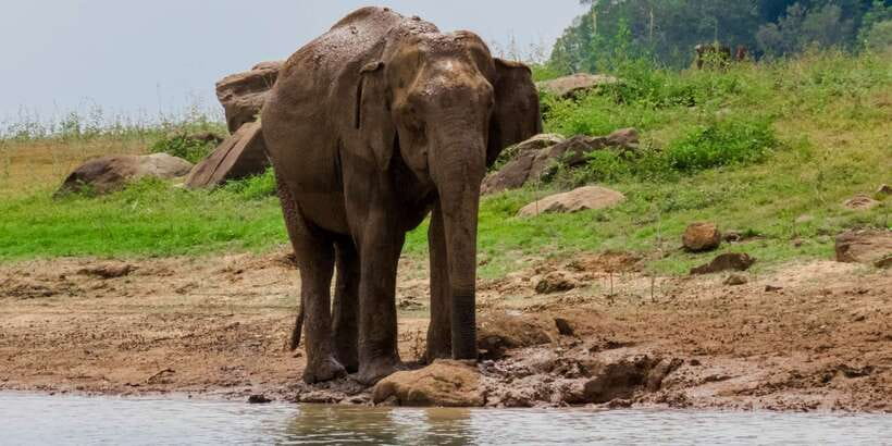 Bundala National Park: 3-Hour Morning or Evening Safari - Meeting at the gate in Weligatta