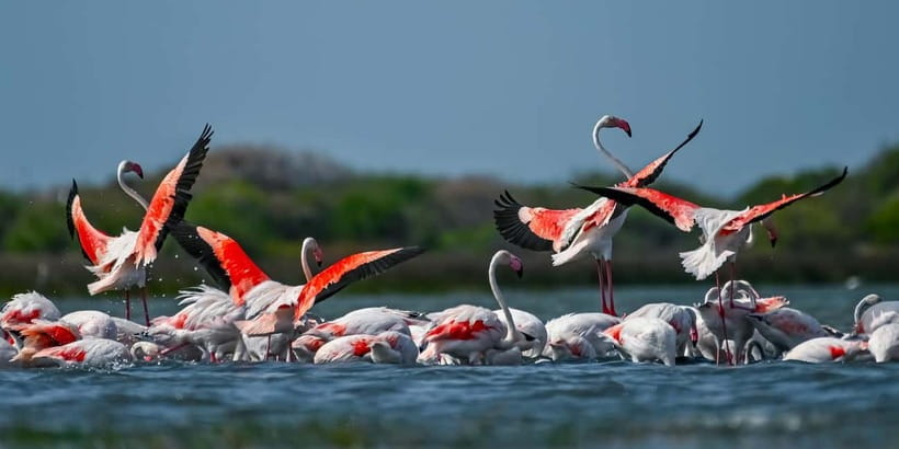 Bundala National Park Safari (PRIVATE TOURS) - Key points to know before booking