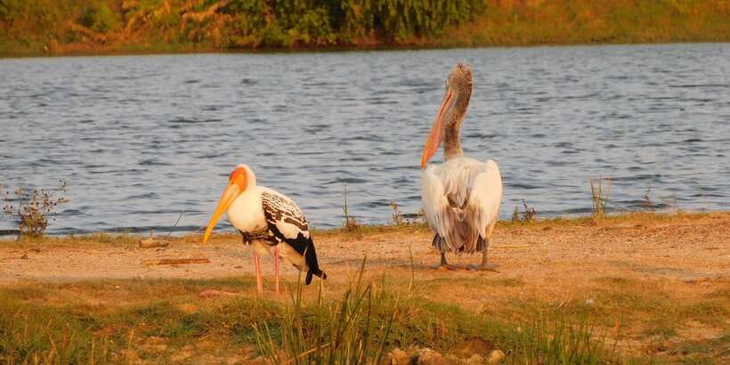 Bundala National Park Safari (PRIVATE TOURS) - Practical details before you go