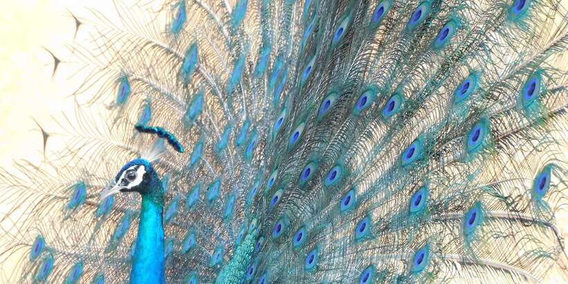 Bundala National Park Safari (PRIVATE TOURS) - Birdwatching with guides who pay attention