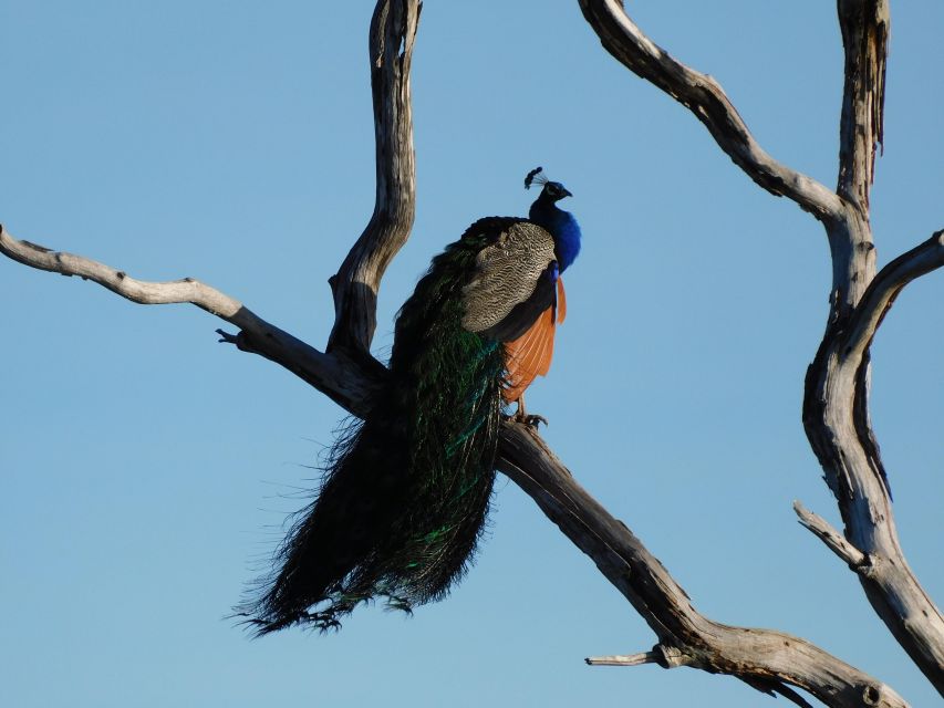 Bundala National Park Safari (PRIVATE TOURS) - The animals you might see