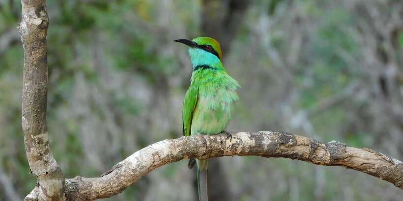 Bundala National Park Safari (PRIVATE TOURS) - Morning or afternoon: choosing your timing