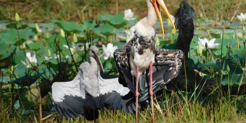 Bundala National Park Safari (PRIVATE TOURS) - The coastal stop and the wider setting