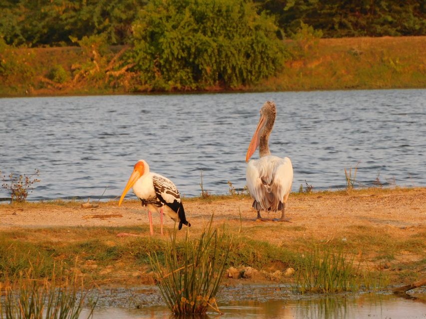 Bundala National Park Safari (PRIVATE TOURS) - What the $36 price really includes