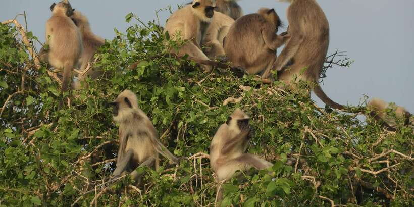 Bundala National Park Safari (PRIVATE TOURS) - Your five hours inside the park