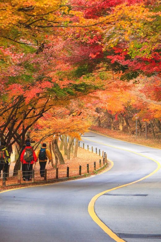 Busan: Naejangsan National Park Autumn Foliage One Day Tour - Key points to know before you book