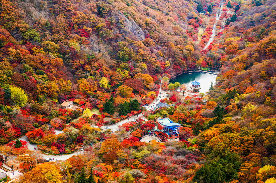 Busan: Naejangsan National Park Autumn Foliage One Day Tour - Why Naejangsan is worth the long ride from Busan