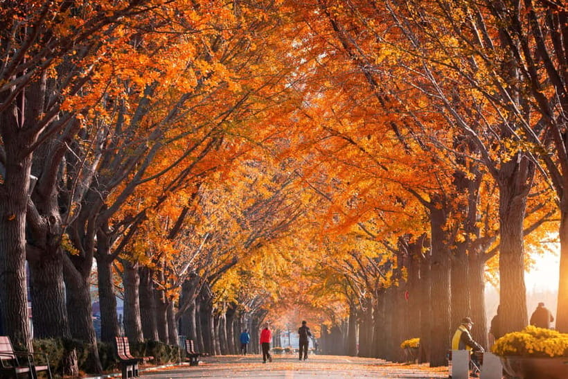 Busan: Naejangsan National Park Autumn Foliage One Day Tour - Free time for photographs, walking, and lunch