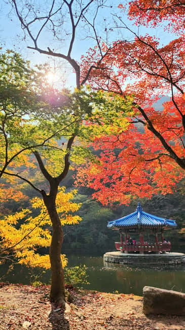 Busan: Naejangsan National Park Autumn Foliage One Day Tour - What the autumn scenery is really like