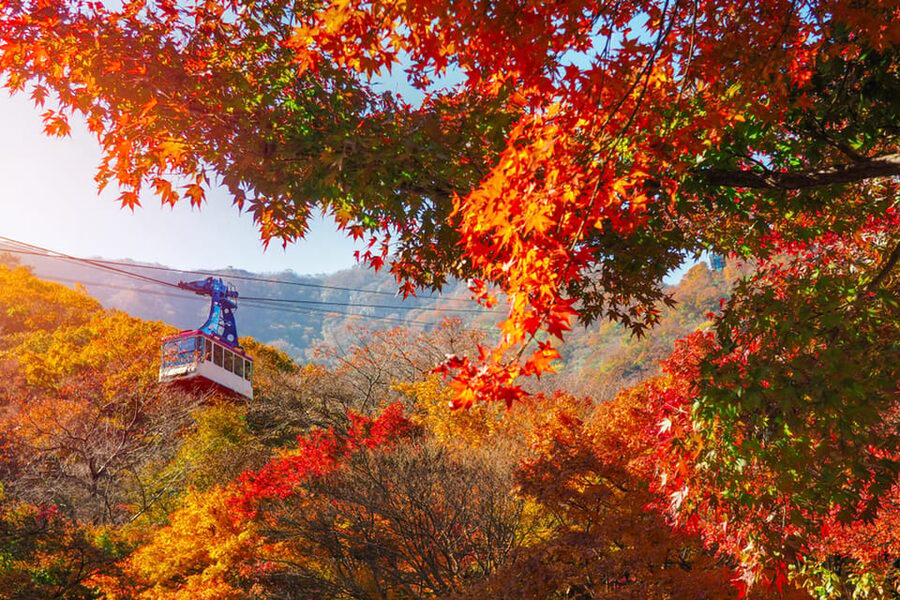 Busan: Naejangsan National Park Autumn Foliage One Day Tour - The guide support and the human touch