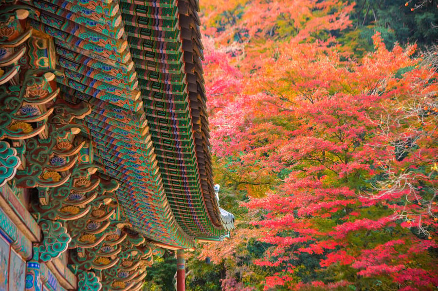 Busan: Naejangsan National Park Autumn Foliage One Day Tour - Who should book this Naejangsan day trip?