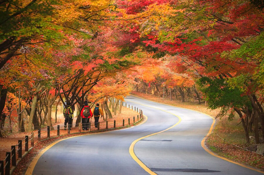 Busan: Naejangsan National Park Autumn Foliage One Day Tour - The morning journey from Busan