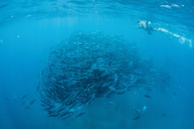 Cabo Pulmo National Park Snorkel Expedition from Cabo San Lucas - What you may see below the surface