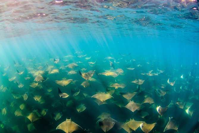 Cabo Pulmo National Park Snorkel Expedition from Cabo San Lucas - The panga ride and what it feels like