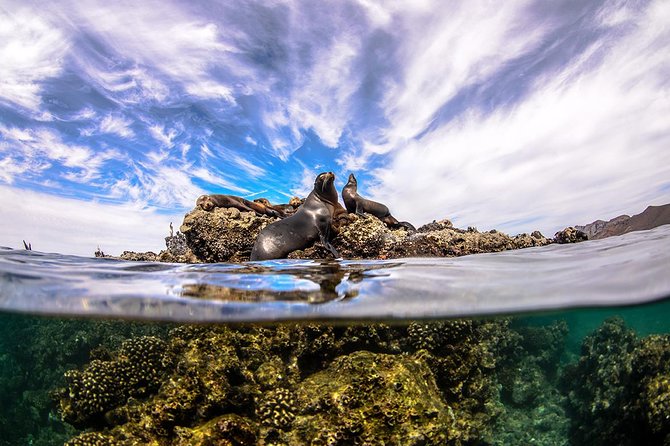Cabo Pulmo National Park Snorkel Expedition from Cabo San Lucas - Who should book this outing?
