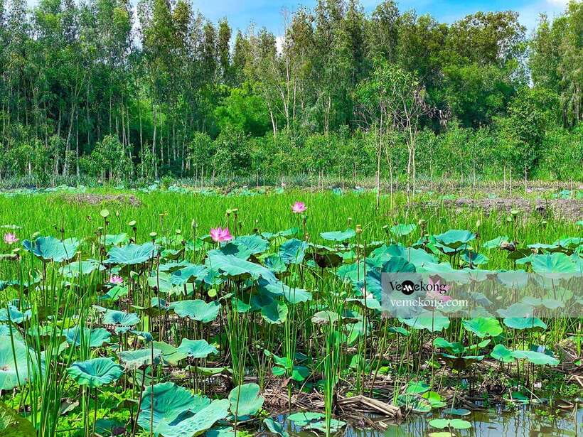 Can Tho: Lung Ngoc Hoang Forest Nature Reserve Half-Day Tour - The 25-meter tower and seasonal rice fields