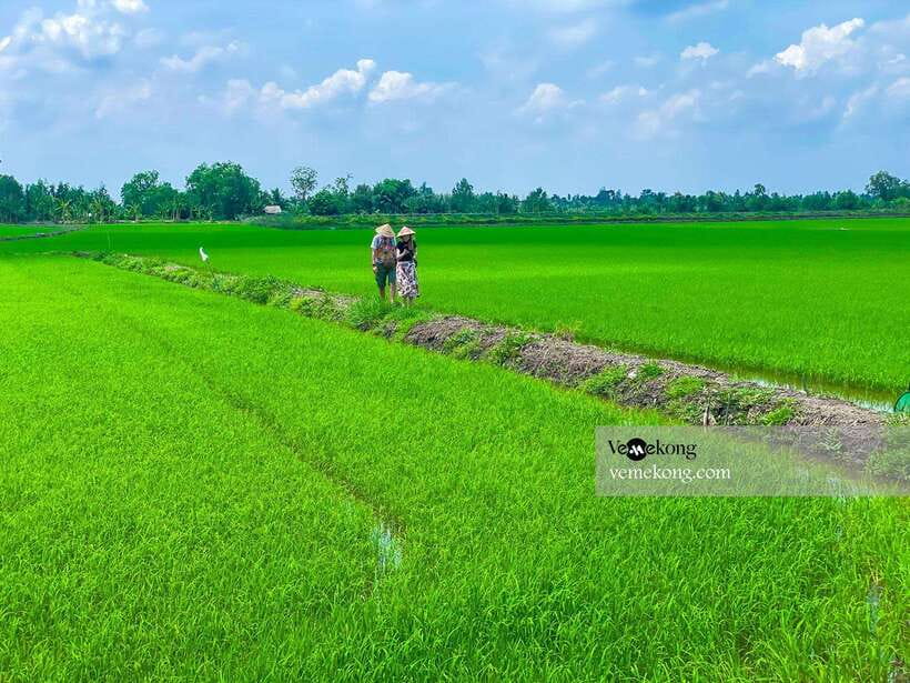 Can Tho: Lung Ngoc Hoang Forest Nature Reserve Half-Day Tour - The old ficus tree and wartime stories