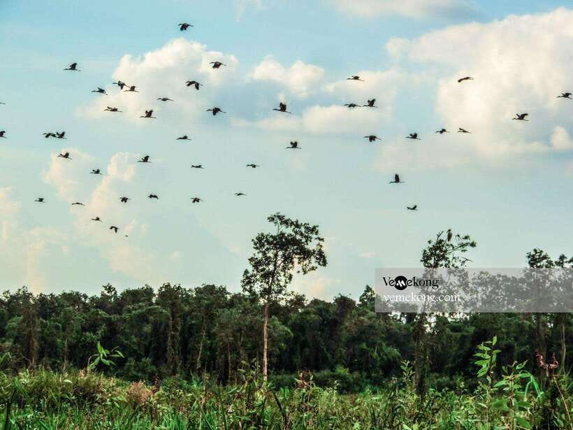 Can Tho: Lung Ngoc Hoang Forest Nature Reserve Half-Day Tour - What the guides add to the experience