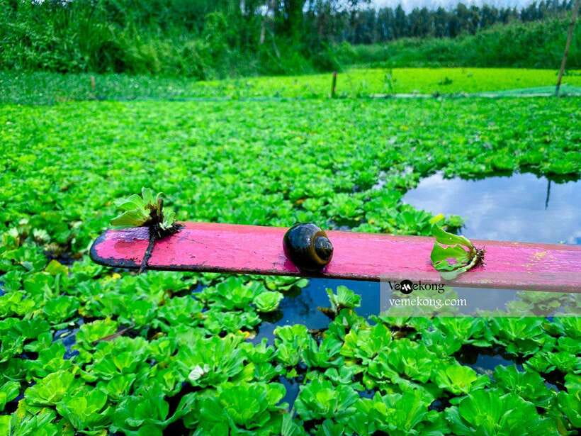 Can Tho: Lung Ngoc Hoang Forest Nature Reserve Half-Day Tour - The one-hour drive from Can Tho