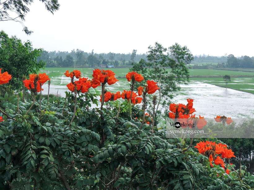 Can Tho: Lung Ngoc Hoang Nature Reserve & Forest Tour - Who should book it?