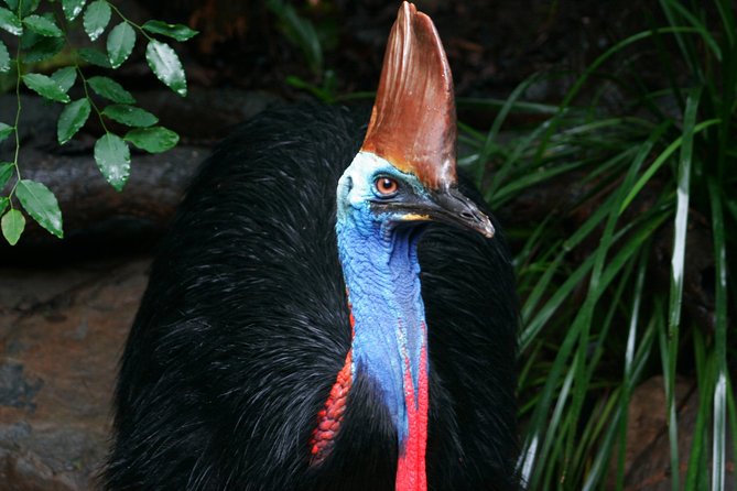 Cape Tribulation & Daintree Wilderness (TCT) - The Great Barrier Reef Drive sets the tone