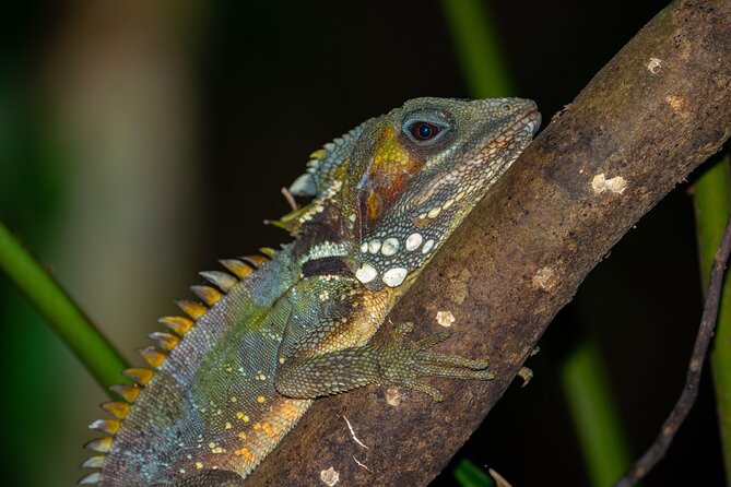Cape Tribulation & Daintree Wilderness (TCT) - Alexandra Lookout is short but worthwhile