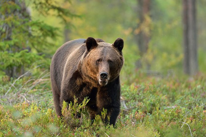 Carpathian Wilderness: A Wildlife Experience from Brașov - The best parts of this wildlife outing