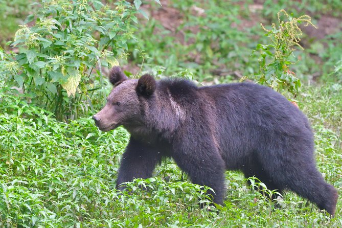 Carpathian Wilderness: A Wildlife Experience from Brașov - Leaving Brașov for the Transylvanian forest