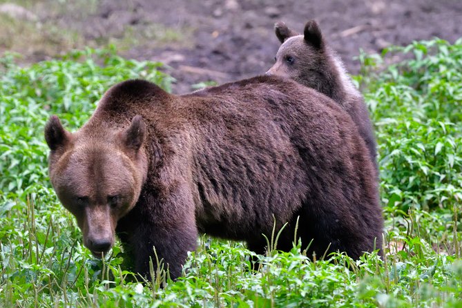 Carpathian Wilderness: A Wildlife Experience from Brașov - What you may see in the clearing