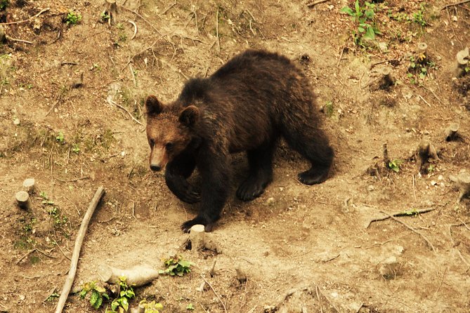 Carpathian Wilderness: A Wildlife Experience from Brașov - Why the ranger makes a difference