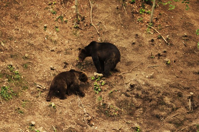 Carpathian Wilderness: A Wildlife Experience from Brașov - The return trip and the value of flexibility