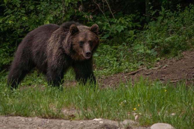 Carpathian Wilderness: A Wildlife Experience from Brașov - Should you book the Carpathian Wilderness experience?