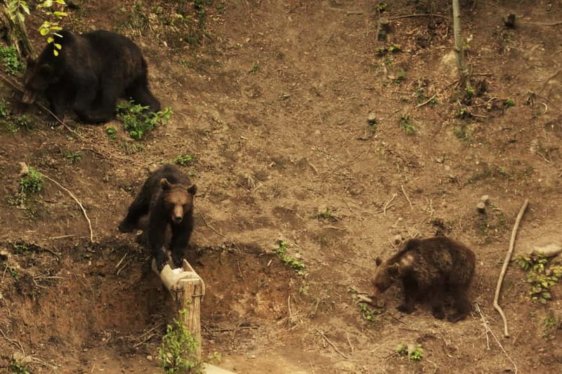 Carpathian Wilderness: A Wildlife Experience from Brașov - FAQ