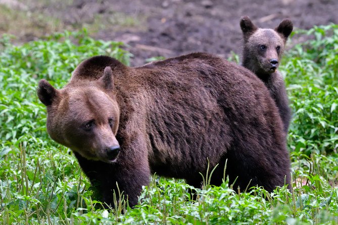 Carpathian Wilderness: A Wildlife Experience from Brașov - A short mountain walk to the observation hide