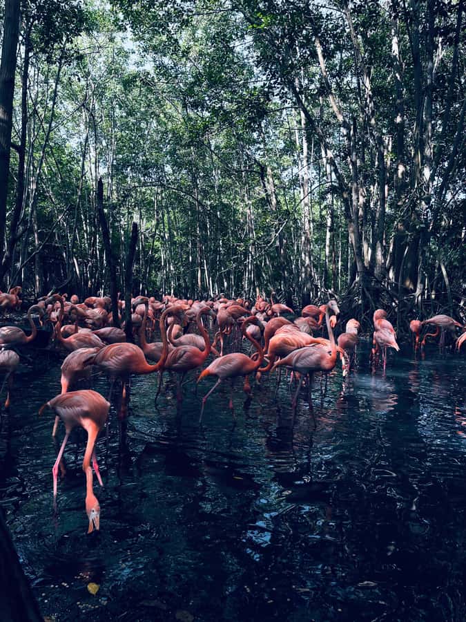 Cartagena: Aviary National Park Tour with Hotel Pickup - Leaving Cartagena for Colombia’s National Aviary