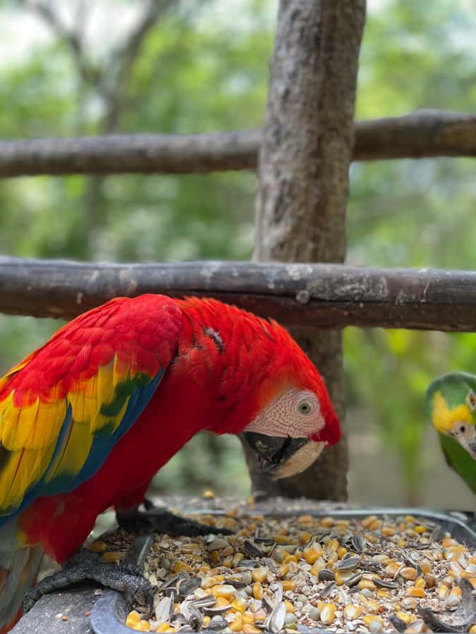 Cartagena: Aviary National Park Tour with Hotel Pickup - Entering a 17-acre bird park