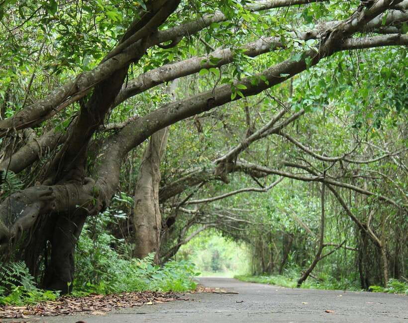 Cat Ba National Park Full Day Guide Tour Trekking & Kayaking - Cai Beo Fishing Village and the return to Cat Ba