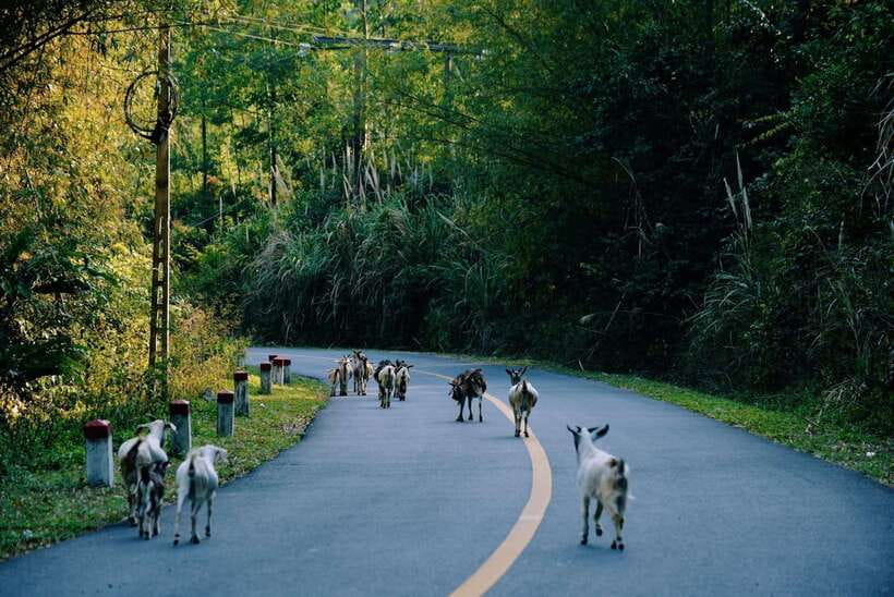 Cat Ba National Park Trekking & Ancient Village Biking - Who should book this Cat Ba day trip?