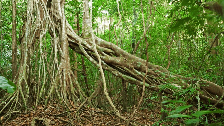 Cat Tien National Park with Crocodile Lake - Key points to know before you book