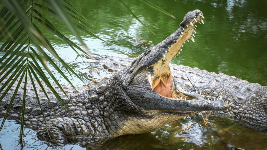 Cat Tien National Park with Crocodile Lake - What the $165 price really includes